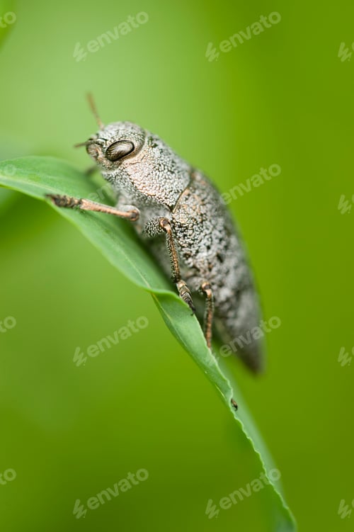 Preview: Gray insect coleptoron