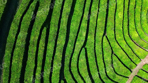 Preview: Drone tea green rows view. Summer lush plantation lines in highlands zoom out