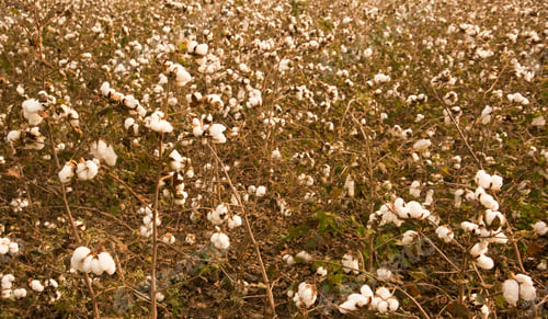 Preview: Cotton field white with ripe cotton ready for harvesting, India