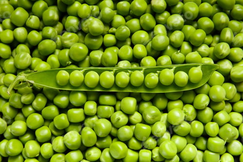 Preview: An open pod of fresh green peas lies on pea grains, top view. Background of sweet green peas.