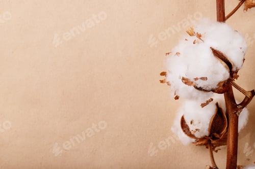Preview: Dry cotton flower