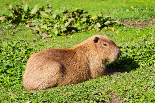 Vorschau: Selektive Fokusaufnahme eines süßen Punxsutawney Phil Murmeltiers, das auf grünem Gras sitzt