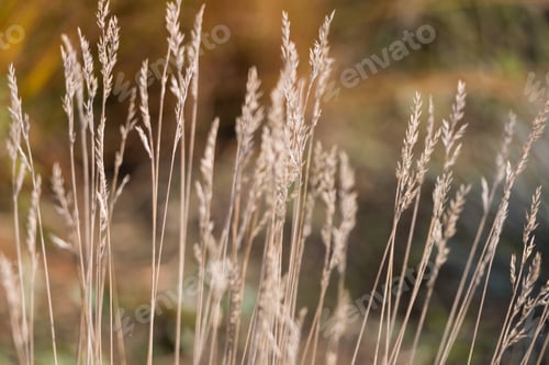 Preview: Natural autumn background. Abstract background of dried ornamental herbs