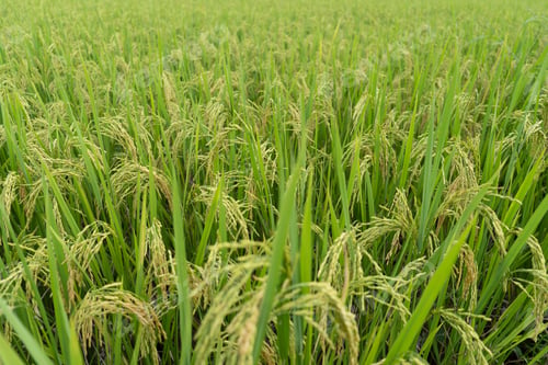 Preview: Green Terraced Rice Field. rice is growing in the field background.