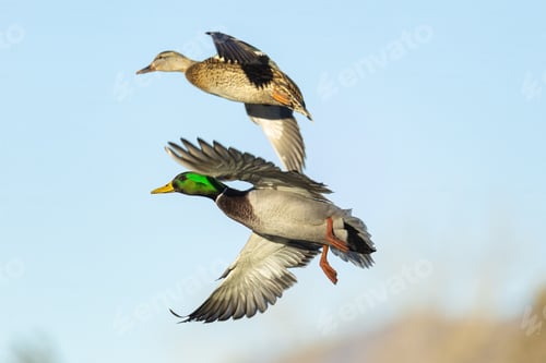 Preview: Mallard ducks in flight