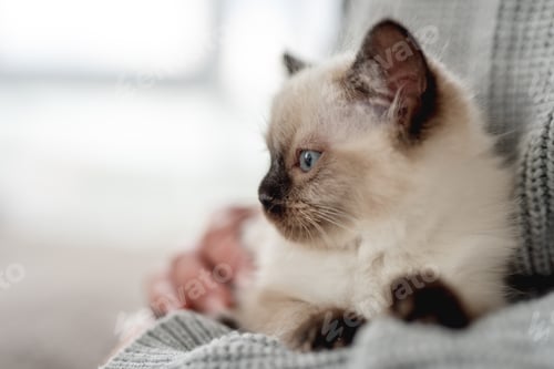 Preview: Ragdoll kitten in the hands of owner