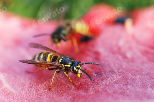 Preview: wasp on a watermelon close up on a grass background. A wasp macro.