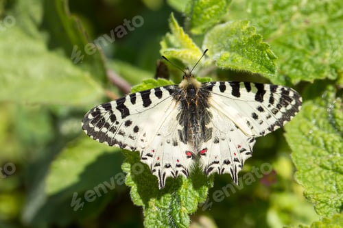 Preview: Natural life; butterfly in nature. Fauna / flora concept.