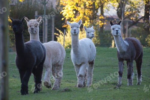 Preview: Beautiful view of adorable alpacas in an evergreen park in Belgium