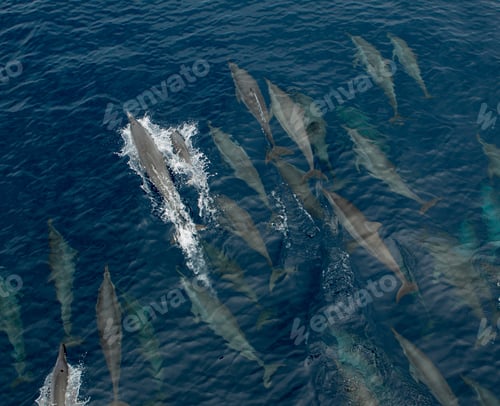 Preview: A serene pod of dolphins gliding through the deep blue ocean