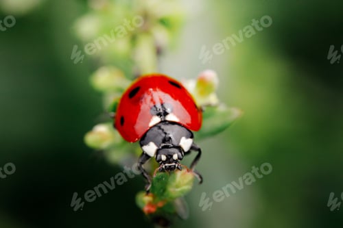 Preview: Green grass with ladybug. Beautiful nature background with morning fresh grass and ladybug.