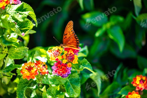 Preview: Orange butterfly on colorful flowers in a lush garden.