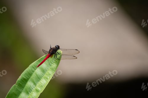 Preview: a red dragonfly perches on a leaf on a gray background