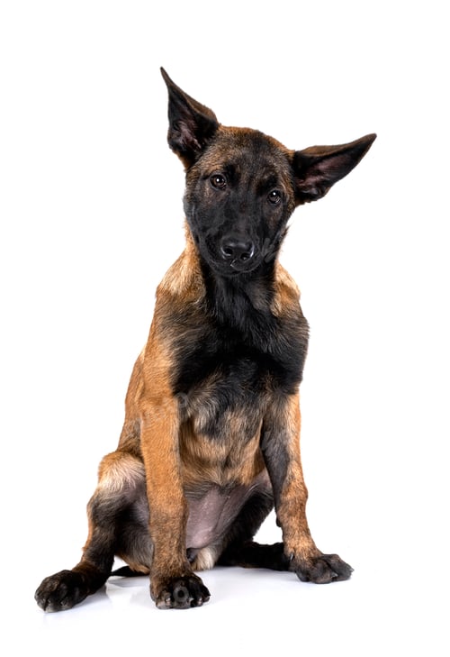 Preview: malinois in studio