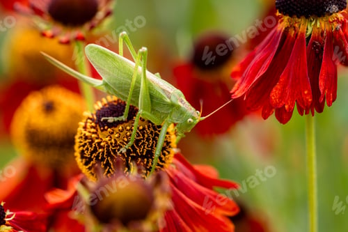 Preview: Large green grasshopper on red helenium flowers in the garden