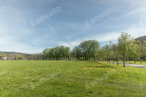 Preview: A beautiful view of a meadow with daisies and a road.