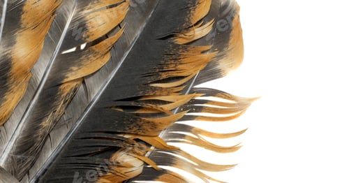 Preview: macro photo of brown hen feathers. background or textura