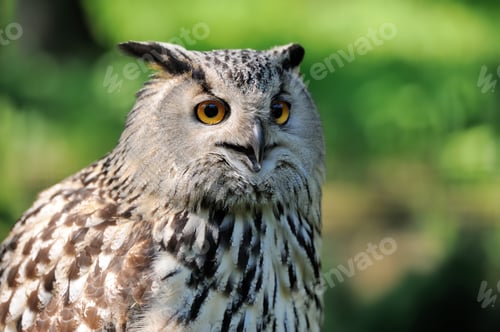Preview: Close-up owl