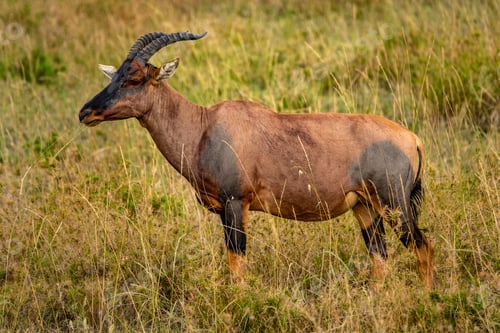 Preview: Brown Topi in the safari in Serengeti National Park, Tanzania