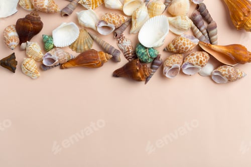 Preview: seashells on a bright background