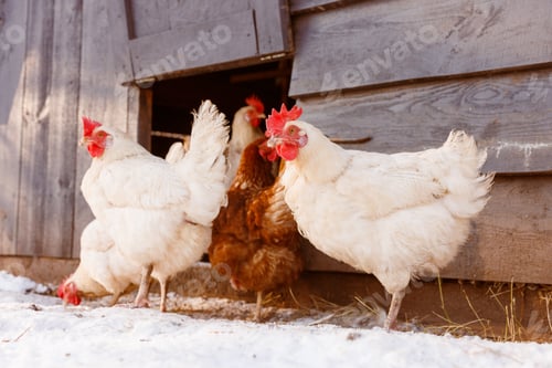 Preview: chicken walking on an eco-poultry farm in winter, free-range chicken farm