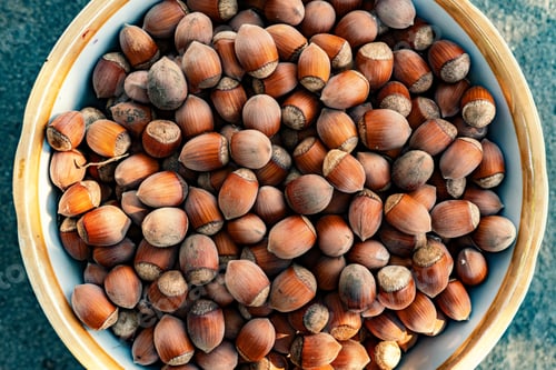 Preview: big basket of raw hazelnut nuts in the nutshell in the garden