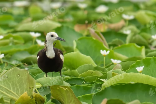 Preview: Pheasant-tailed jacana with a long bill and a blue beak perched on a branch