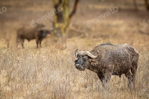 Preview: Cape Buffalos in Kenya Africa