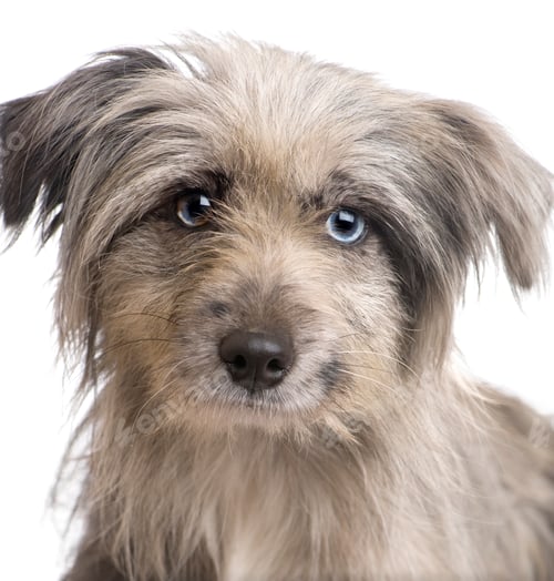 Preview: Pyrenean Shepherd (18 weeks)