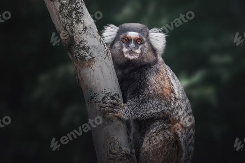 Preview: Common Marmoset or White-tufted Marmoset (callithrix jacchus)