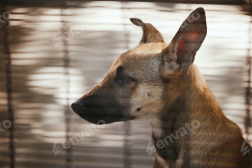 Preview: Adoption, sad and dog in a cage at a shelter, waiting for a home and homeless in a kennel. Love, lo