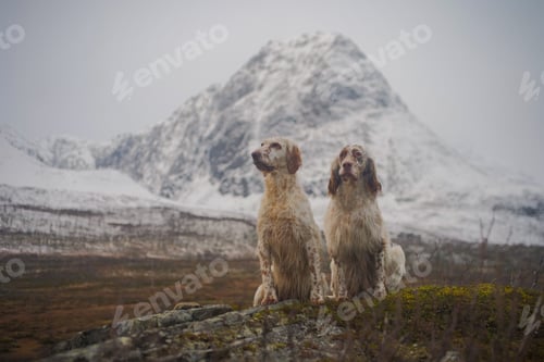 Preview: Two english setter dogs sitting in the wide open landscape of northern norway