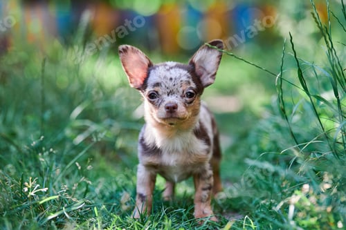 Preview: Chihuahua puppy, little dog in garden