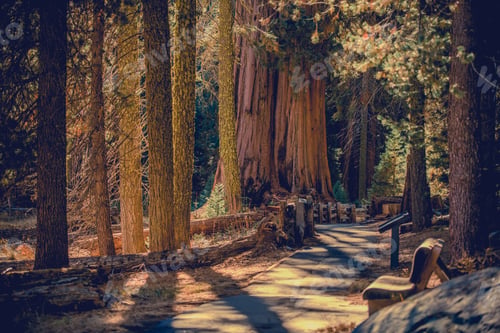 Preview: California Sequoia National Park Scenic Pathway Trail