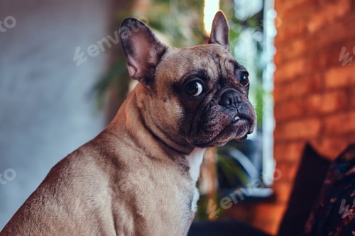 Preview: Happy woman sitting with a cute pug in a room with loft interior