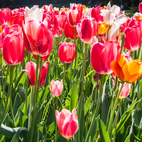 Preview: Tulips