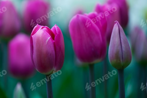 Preview: Pink tulips