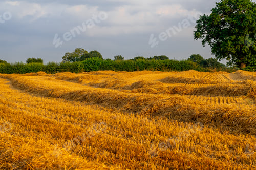 Preview: Golden wheat fields