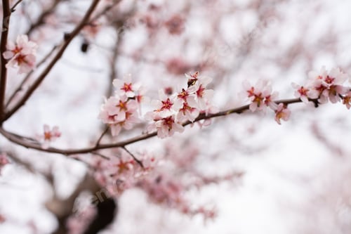 Preview: almond blossoms on branch of tree blooming in spring closeup
