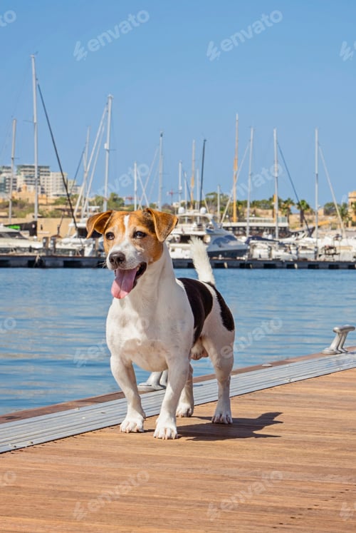 Preview: Jack Russell terrier on marina pier with boats and blue water