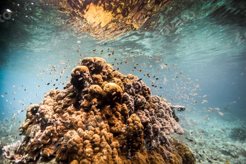 Preview: Underwater tranquility with a vibrant coral reef teeming with marine life.