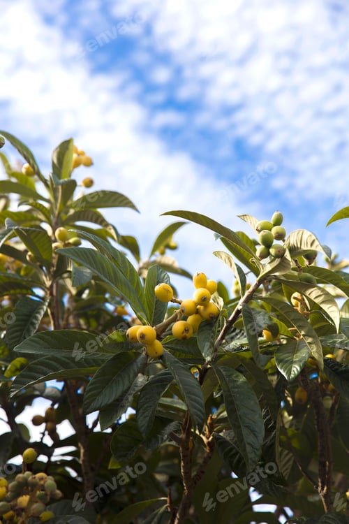 Preview: Madeira medlar (Eriobotyra japonica)