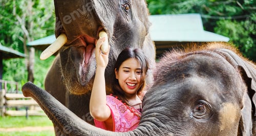 Preview: female thai tourist having fun with baby and mother elephant at sanctuary in thailand