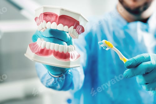Preview: A model of a human jaw with teeth and a toothbrush in the dentist's hand