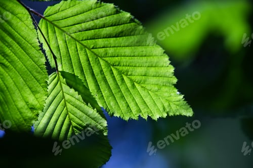 Preview: bright green leaves summer nature background