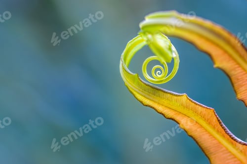 Preview: Closeup shot of fern leaf with blurred background