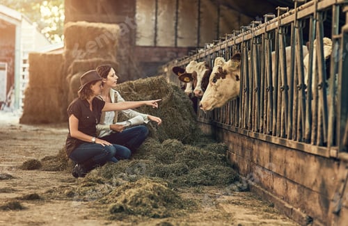 Preview: Farm, agriculture and women with cows, nature and grass with sustainable farming, inspection and co