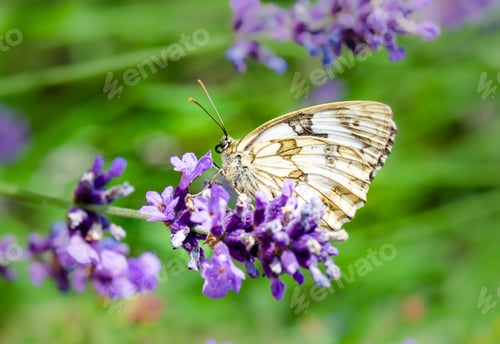 Preview: Butterfly close-up on a purple lavender flower on a green background, natural background, nature.