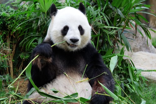 Preview: giant panda bear eating bamboo