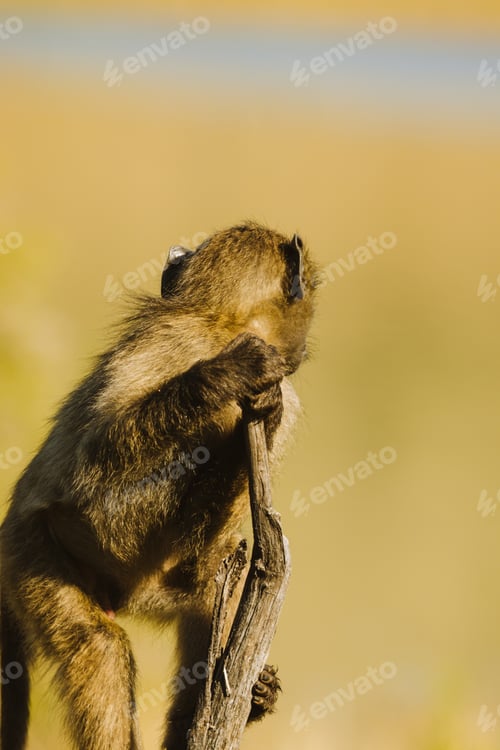 Preview: Monkey